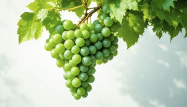 The image showcases a close-up of a bunch of fresh, green grapes, with leaves, against a bright sky