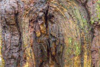 Colorful wooden background seen at a coastal tree in Zeeland