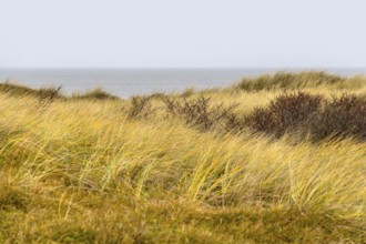 Overgrown coastal scenery at the North Sea near Domburg in Walcheren in the dutch province of
