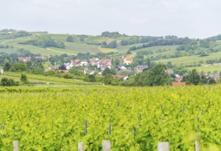 Winegrowing scenery around Loerzweiler in the Rhineland-Palatinate in Germany at spring time