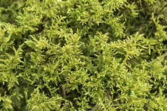 Full frame macro shot showing some green moss