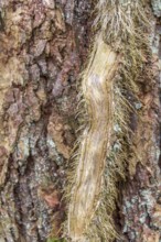 Natural background with ivy rootlet on bark