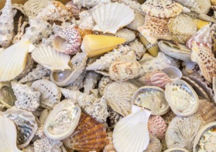 Full frame high angle shot showing lots of seashells
