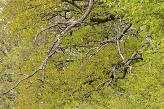 Full frame abstract treetop background