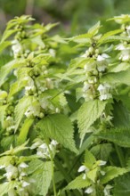Flowering dead-nettles closeup in natural ambiance
