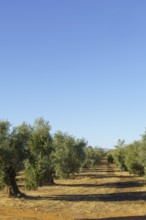 Olive trees growing in neat rows, creating a perspective towards the horizon under a clear blue sky
