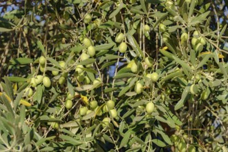 Olive tree branches laden with ripening green olives in a sunny grove, Malaga, Spain