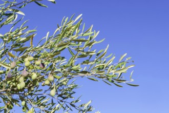 Olive tree branches bearing olives under a clear blue sky, Malaga, Spain