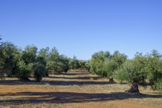 Olive trees growing in rows on an agricultural farm under a bright sunny sky in ronda, malaga,