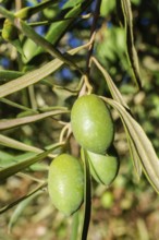 Green olives ripening on an olive tree branch under natural light, Malaga, Spain
