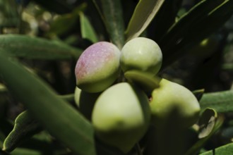 Olives turning purple and green, growing on an olive tree in sunlight, Malaga, Spain