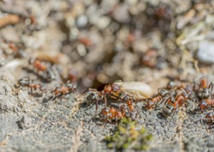 High angle closeup shot showing lots of ants and a cocoon