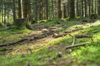 Sunny illuminated low angle forest scenery with moss and ground cover vegetation