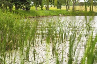 Riparian scenery at a lake with trees at summer time