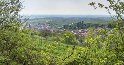 Scenery around Sankt Martin, a municipality in the Southern Wine Route area in Rhineland-Palatinate