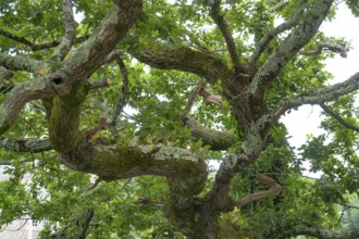 Detail of a old oak seen in Brittany, france