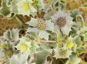 Full frame spiky flower detail seen in Brittany, france