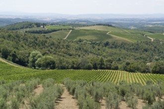 Scenery around Gaiole near Castle of Brolio in the Chianti region of Tuscany in Central Italy