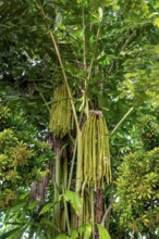 Sapful green jungle vegetation scenery