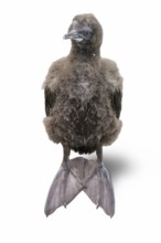 Otago shag chick isolated in white back with shadow