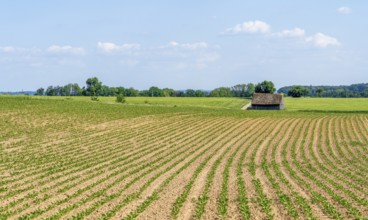 Sunny idyllic agricultural scenery in Southern Germany at spring time