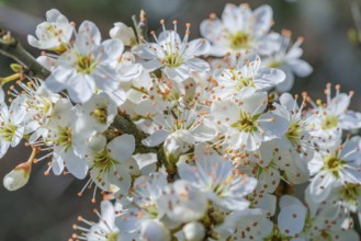 Detail shot showing lots of white tree blossoms at spring time