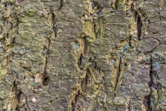 Full frame abstract bark closeup