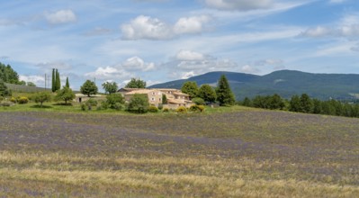 Lavender field near Mont Ventoux, a mountain in the Provence region of southern France
