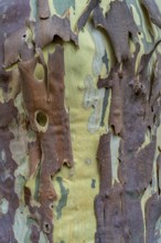 Full frame closeup shot showing the bark of a plane tree
