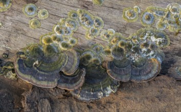 Closeup shot of a natural bracket fungus on a tree trunk