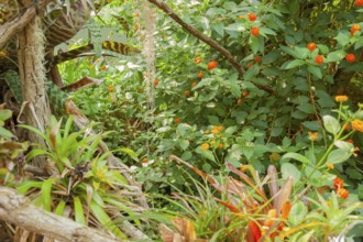 Vivid scenery including lots of various jungle plants