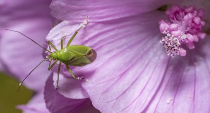 Macro shot showing the dorsal view of a Calocoris affinis mirid bug at the edge of a pink flower