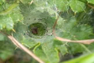 Low angle macro shot of a funnel weaver spider in green ambiance with funnel web