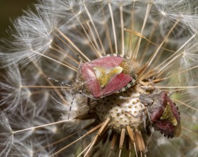 Macro shot showing two sloe bugs on a dandelion blowball
