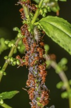 Macro shot sowing some ants protecting and collecting honey dew from aphids on a plant stalk