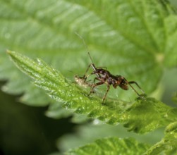 Low angle macro shot showing a ant damsel bug with prey