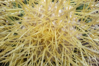 Full frame closeup shot of a spiky cactus