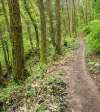 Footpath in a forest around Sankt Martin, a municipality in the Southern Wine Route area in