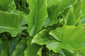 Full frame shot showing lots of green arrow arum leaves