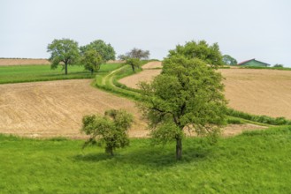 Idyllic rural scenery showing some fruit trees and fields in Southern Germany at early summer time