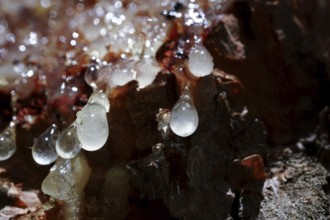 Fresh resin sap dripping from the rough bark of a pine tree