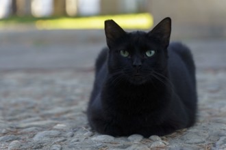 Black cat with piercing green eyes sitting on a cobblestone pathway outdoors in ronda, malaga,