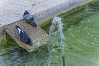 Two pigeons are drinking and resting on a wooden ramp near a fountain with green urban water in
