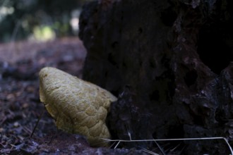 Yellow fungus growing on dark decaying wood and soil in a natural forest environment