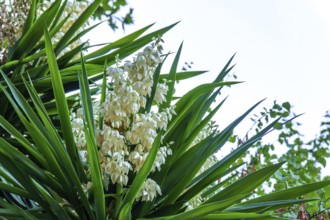 Yucca plant shows white bell-shaped flowers blooming in natural garden environment in ronda,