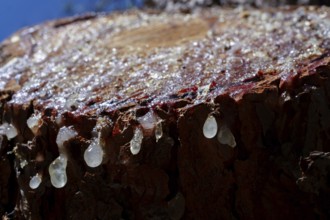 Tree resin dropping from a cut pine wood stump in nature, showing natural healing