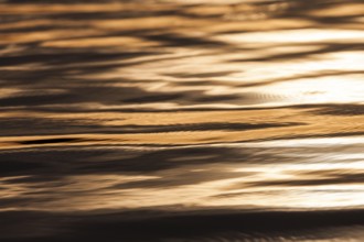 Evening light casts a golden glow over the water's surface, highlighting gentle ripples in Muskoka,