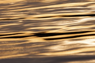 Peaceful golden ripples reflect on the water surface, capturing the essence of sunset in Muskoka,