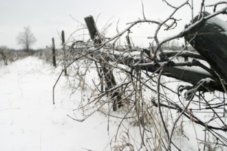 Snow-covered vineyard with bare vines under a grey sky, evoking desolation in London, Ontario,