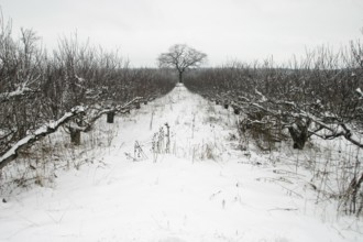 Snow-covered orchard with a solitary tree in the distance, creating a stark and quiet winter
